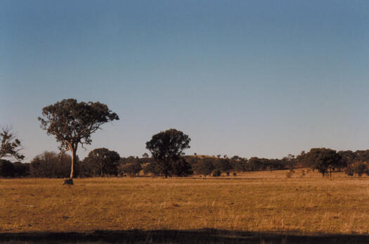 View north from near small dam towards the sites of Inglewood and Dungarvon, Mulligans Flat Reserve