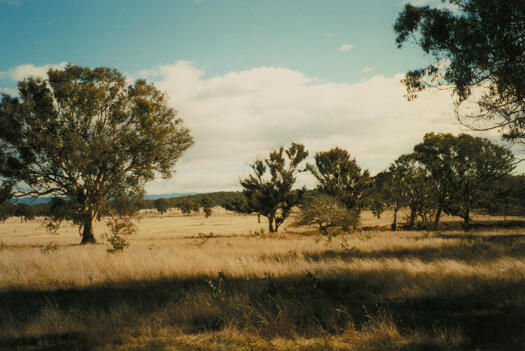 Site of Dungarvon, eastern end of Mulligans Flat Reserve on the old Bungendore Road.