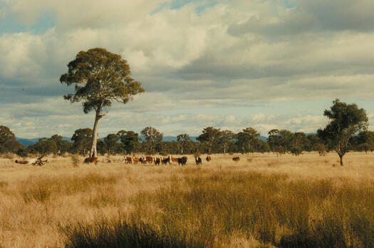 Cattle grazing on land just south of Mulligans Flat Reserve and the old Bungendore Road.