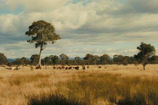 Cattle grazing