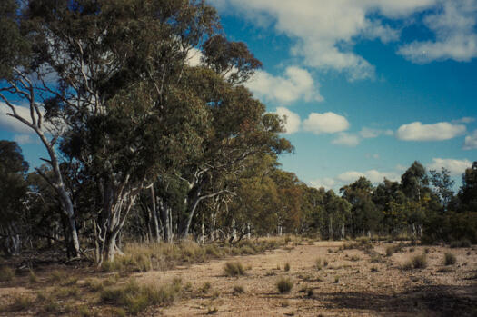 Old Gundaroo Road, Mulligans Flat