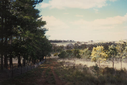 View north east along the ACT / NSW border, Mulligans Flat