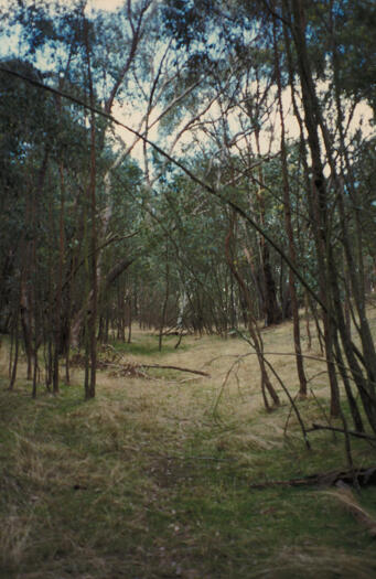 Gully near the top of Mulligans Flat Reserve