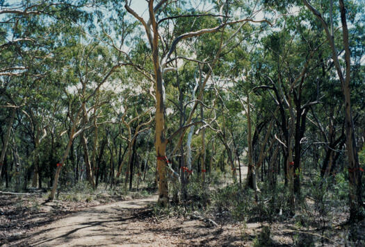 Trees marked for removal on the GDE route near Calvary Hospital