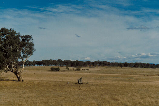 View of The Valley homestead ruins from the old Gundaroo Road. Black Mountain Tower is visible.