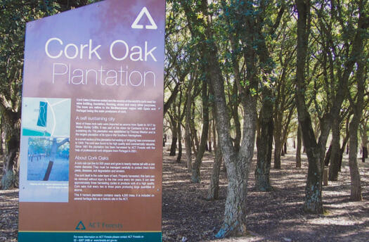 Cork Oak Plantation with explanatory sign at left
