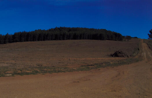 View from bottom of hill to Himalayan Cedars at the National Arboretum