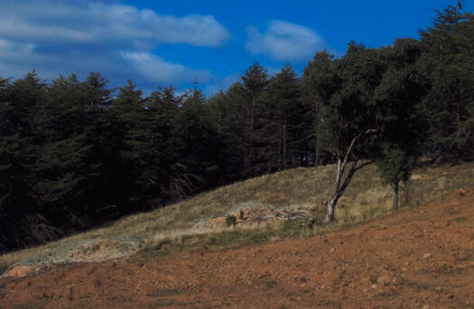 View from halfway up hill to Himalayan Cedars at the National Arboretum