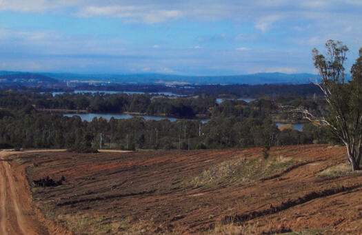 Himalayan Cedar hill to east 