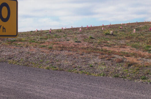 2 of 10 photographs of the National Arboretum - to rear of Himalayan Cedar hill