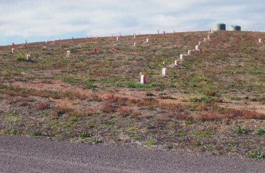 3 of 10 photographs of the National Arboretum - to rear of Himalayan Cedar hill