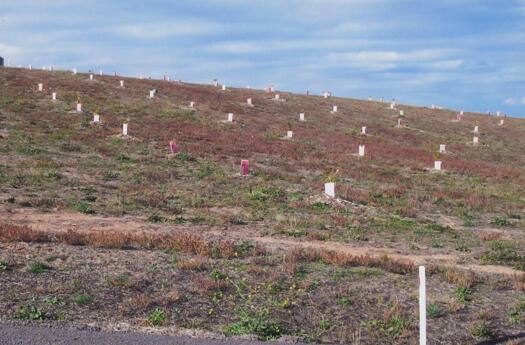 Panorama of the National Arboretum