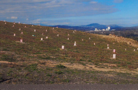 5 of 10 photographs of the National Arboretum - south east to Woden