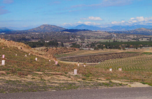 6 of 10 photographs of the National Arboretum - south to Scrivener Dam, Mt Taylor and Mt Tennant