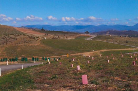 9 of 10 photographs of the National Arboretum - south west to ridge at the top of the Central Valley near Dairy Farmers Hill