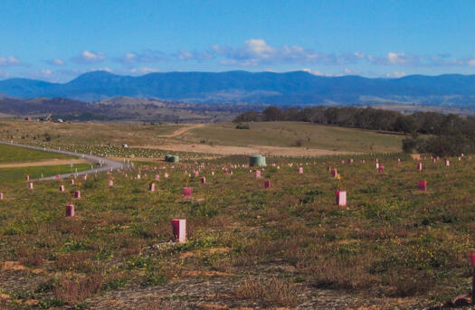 10 of 10 photographs of the National Arboretum - west to Molonglo