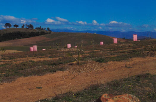 1 of 3 photographs of the Arboretum showing the western end of Dairy Farmers Hill