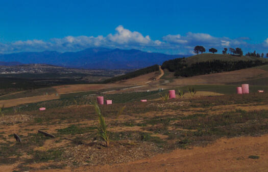 2 of 3 photographs of the Arboretum showing Dairy Farmers Hill