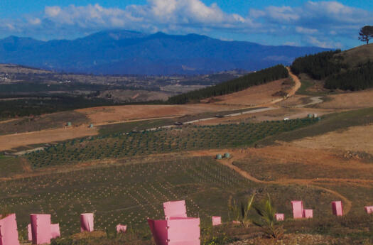 View from the top of the Arboretum access road past Dairy Farmers Hill to Brindabella mountains