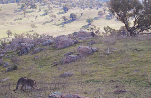 Kangaroos on Mt Painter