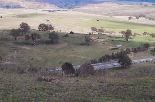 Kangaroos on Mt Painter. William Hovell Drive is at the bottom of the hill.