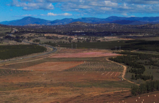 Arboretum plantings south of Dairy Farmers Hill