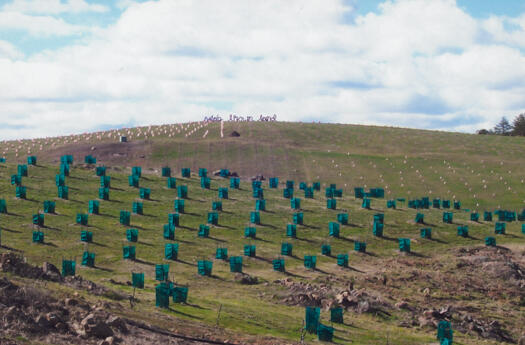 Arboretum view up hill to Wide Brown Land sculpture