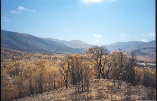 Collection of 24 photographs taken around the Tidbinbilla Nature Reserve, Nil Desperandum, Rock Valley and Flints Picnic Ground showing the aftermath of the fires of 17-18 January 2003.
Members of the Tidbinbilla Pioneers Association were shown around the area shortly after the fires.