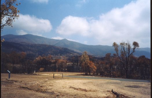 Aftermath of the bushfires at Tidbinbilla