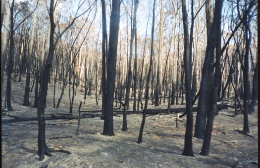 Collection of 24 photographs taken around the Tidbinbilla Nature Reserve, Nil Desperandum, Rock Valley and Flints Picnic Ground showing the aftermath of the fires of 17-18 January 2003.
Members of the Tidbinbilla Pioneers Association were shown around the area shortly after the fires.
