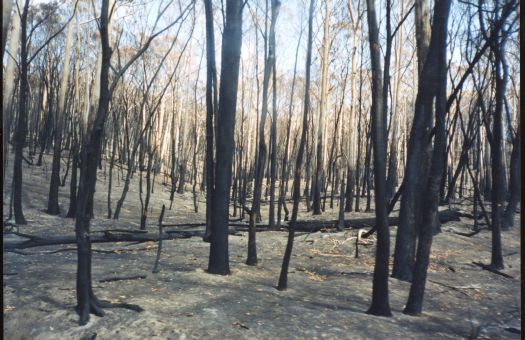 Aftermath of the bushfires at Tidbinbilla