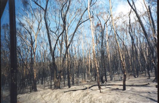 Collection of 24 photographs taken around the Tidbinbilla Nature Reserve, Nil Desperandum, Rock Valley and Flints Picnic Ground showing the aftermath of the fires of 17-18 January 2003.
Members of the Tidbinbilla Pioneers Association were shown around the area shortly after the fires.