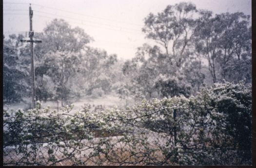 Unidentified scene showing snow on a garden with bush in the background.