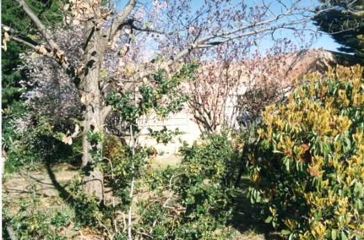 Garden of a house in Evans Crescent, Griffith