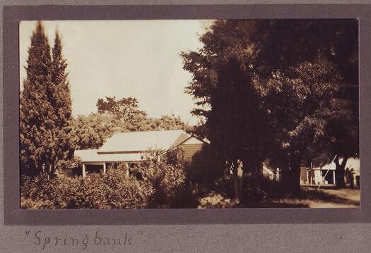 Springbank farmhouse framed by conifers