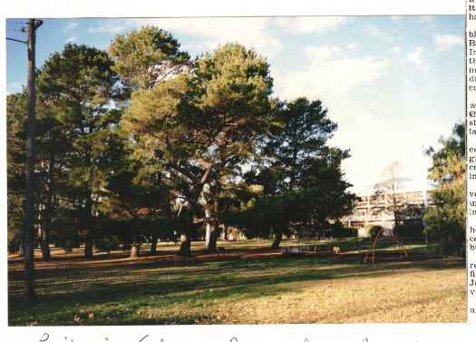 Shows trees that were part of farm windbreak. By 2026 most had died.