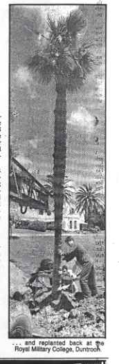 This palm was in the garden of Norman Parberry's old house in Kingston.
Published 29/11/1988.