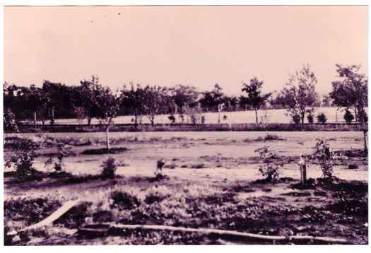 Looks across to Telopea Park School oval and young oak trees